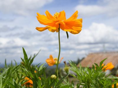 Orange Melampodium Flowers