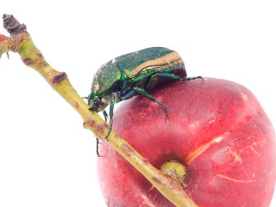 Metallic-Looking Green Fig Beetle