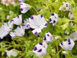 White-Purple Five Spot Plants