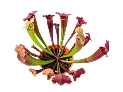 Potted Pitcher Plant