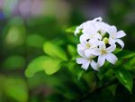 Jasmine Plant With Spotted Leaves