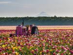 Pink Tractor In A Colorful Tulip Field