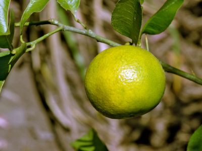 Yellow-Green Colored Sweet Lime On The Tree