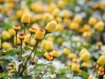 Yellow Spilanthes Herbs