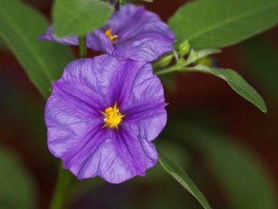 Persian Violet Plant