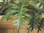 Potted Tree Philodendron Plants