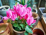Potted Pink Flowering Cyclamen Plant