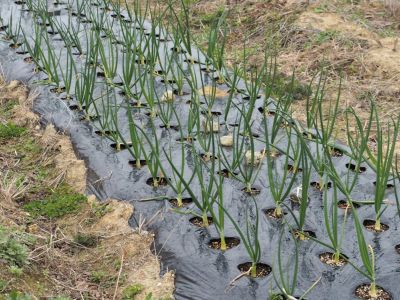Weeds With Plastic Sheeting, Black Ground Cover To Prevent Weeds