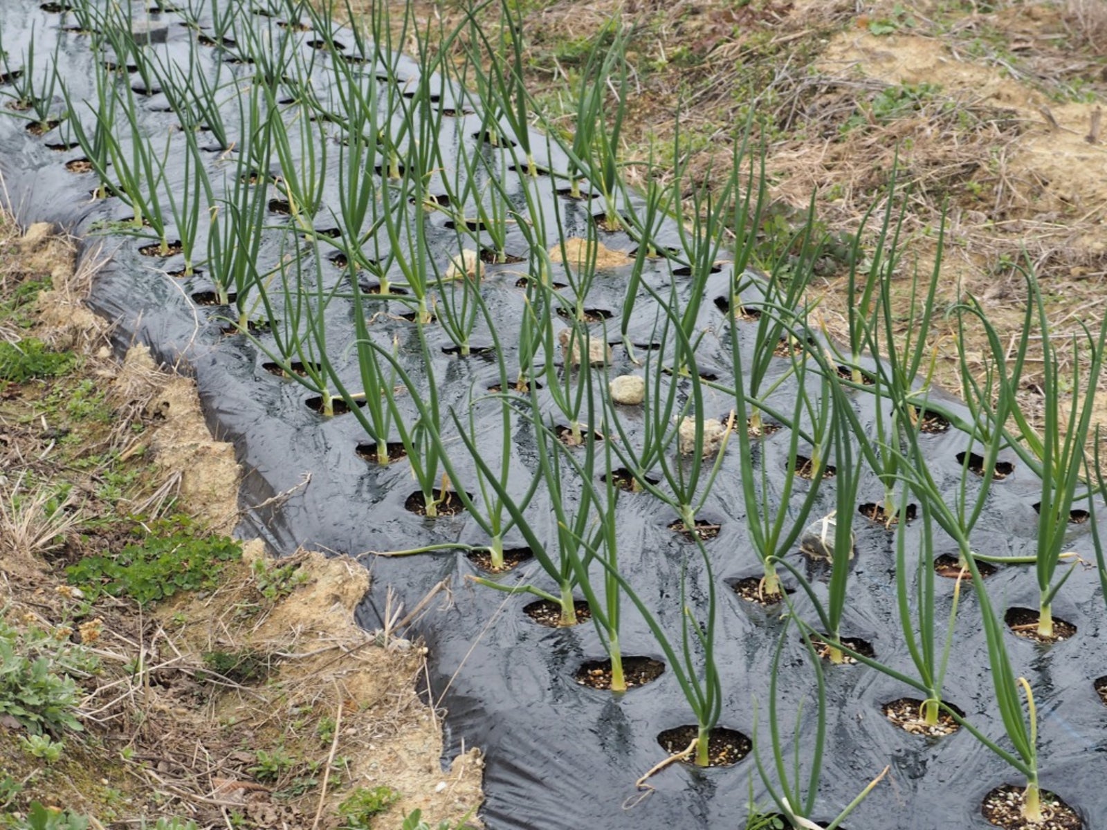 Weeds With Plastic Sheeting, Black Polythene Plastic Sheeting For Gardens