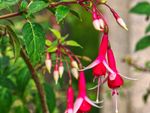 Fuchsia With Dropping Buds
