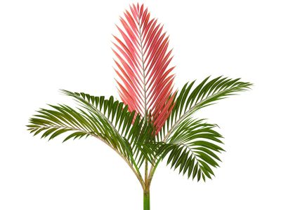 Flame Thrower Palm Plant