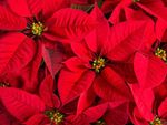 Red Poinsettia Plants