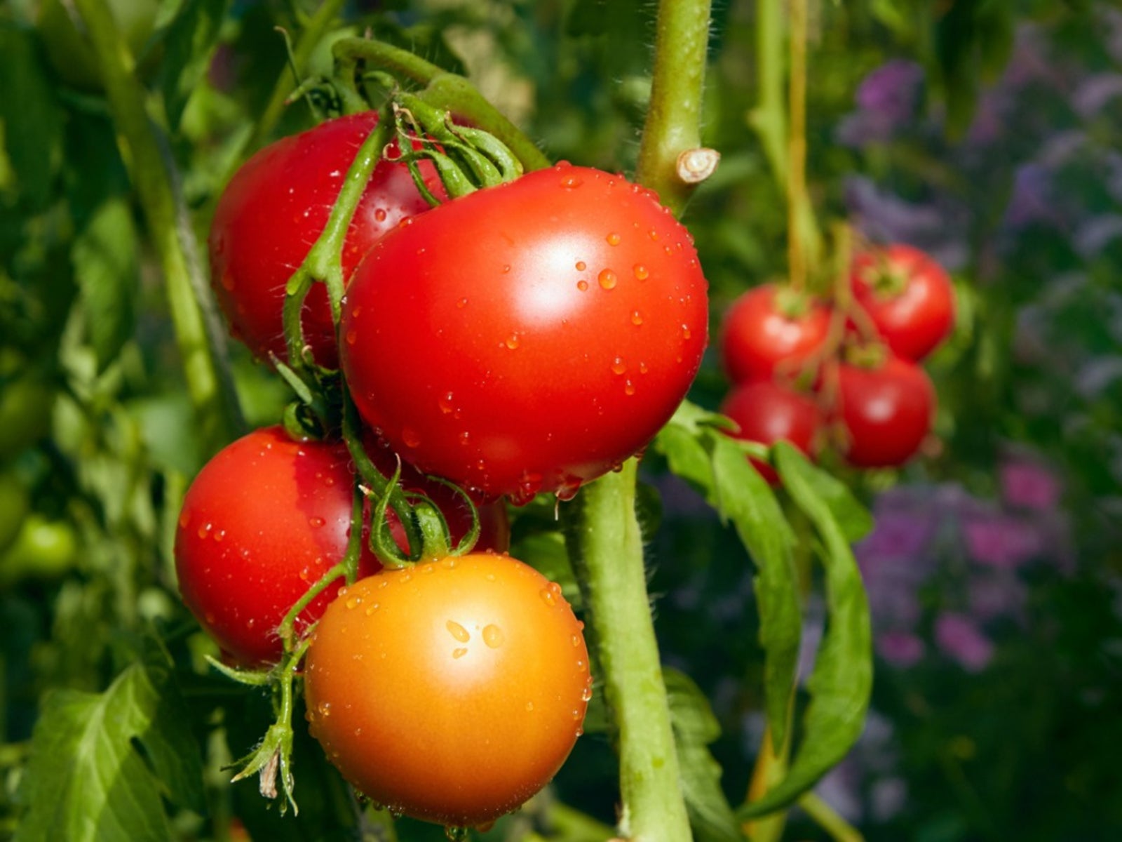 Tomatoes growing on a plant