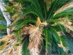 Wilting Brown Palms On Sago Palm Plant
