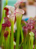 Red-White Pitcher Plants