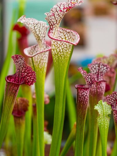 Red-White Pitcher Plants