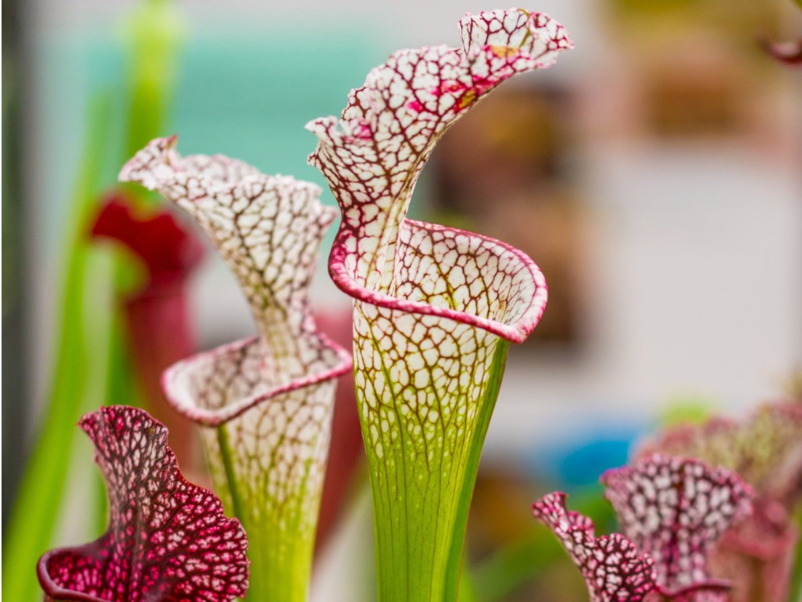 How to care for pitcher carnivorous plants