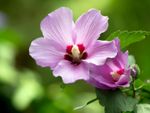 A Pink Rose Of Sharon Plant