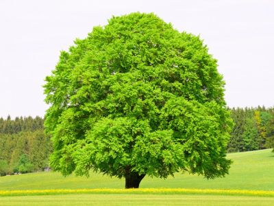 Large Light Green Beech Tree In The Landscape