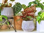 Multiple Potted Houseplants