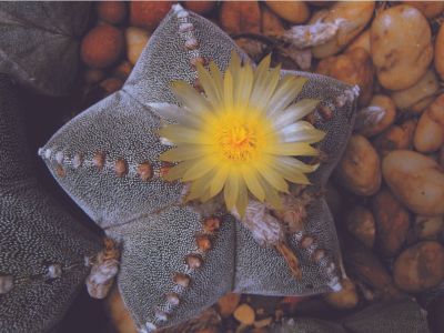 A Star Cactus Plant With A Yellow Flower
