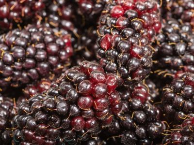 Close Up Of Marionberries