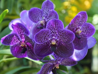 Purple Vanda Orchid Flowers