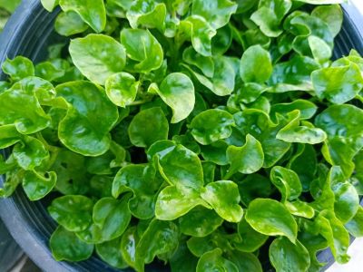 Container Grown Watercress Herbs