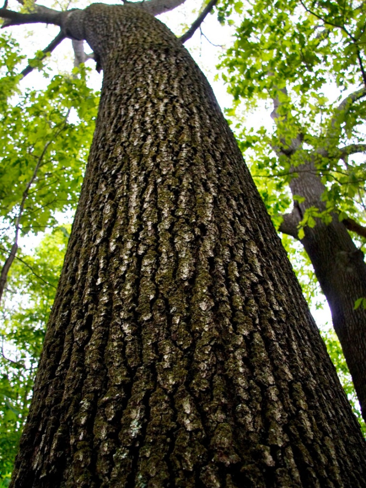 How Long Do Ash Trees Live? Discover their lifespan.
