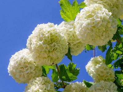 White Viburnum Bush Flower