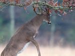 A Deer Rubbing Tree Branches