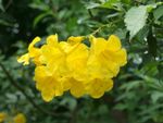 Yellow Esperanza Plant