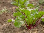 Wilting Leaves On Beet Plants In The Garden