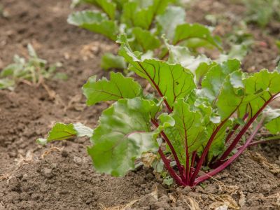 Wilting Leaves On Beet Plants In The Garden
