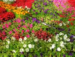 Colorful Annual Plants