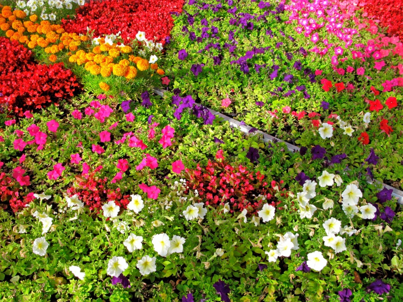 choosing annual flowers - tips for growing annual gardens