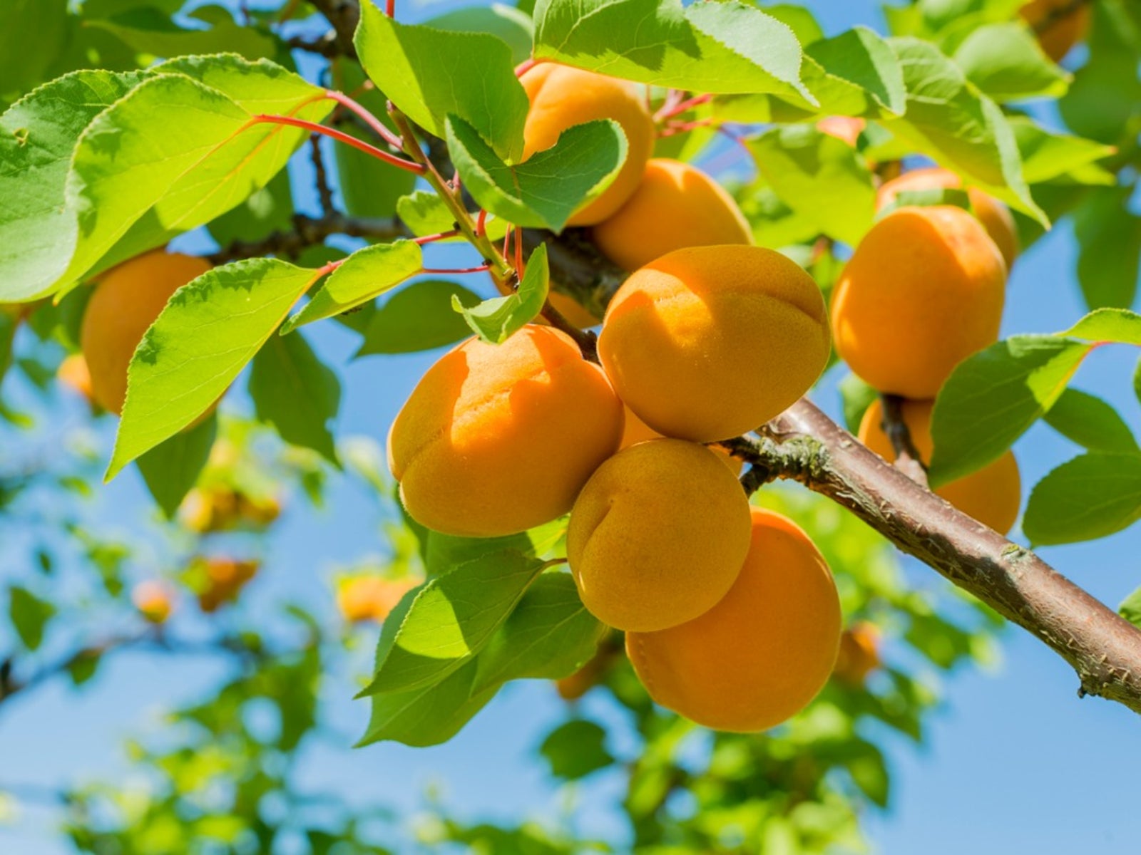 Premature Fruit Drop On Apricot Trees: Why Do Apricot Fruits Fall From Tree