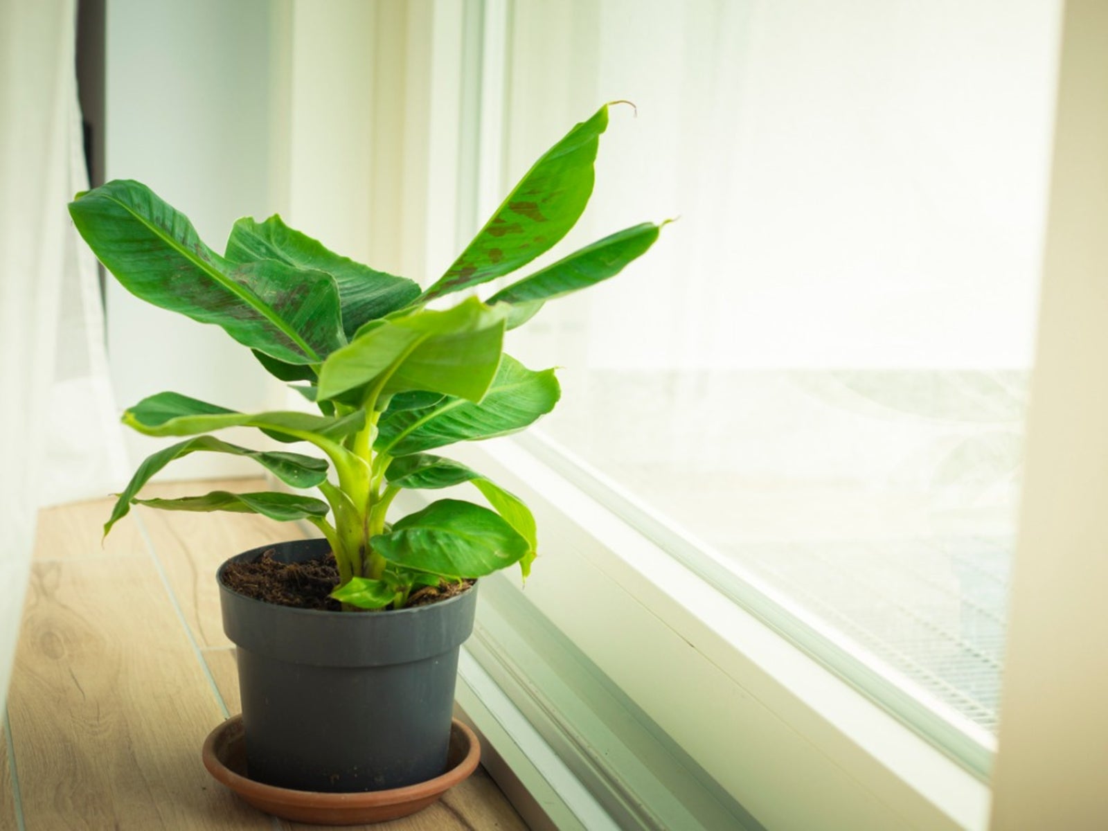 indoor banana plant: how to grow banana inside