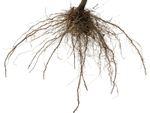 Bareroot Tree Roots