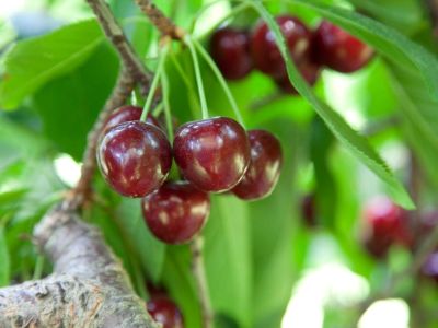 Bing Cherry Tree With Dark Red Cherries