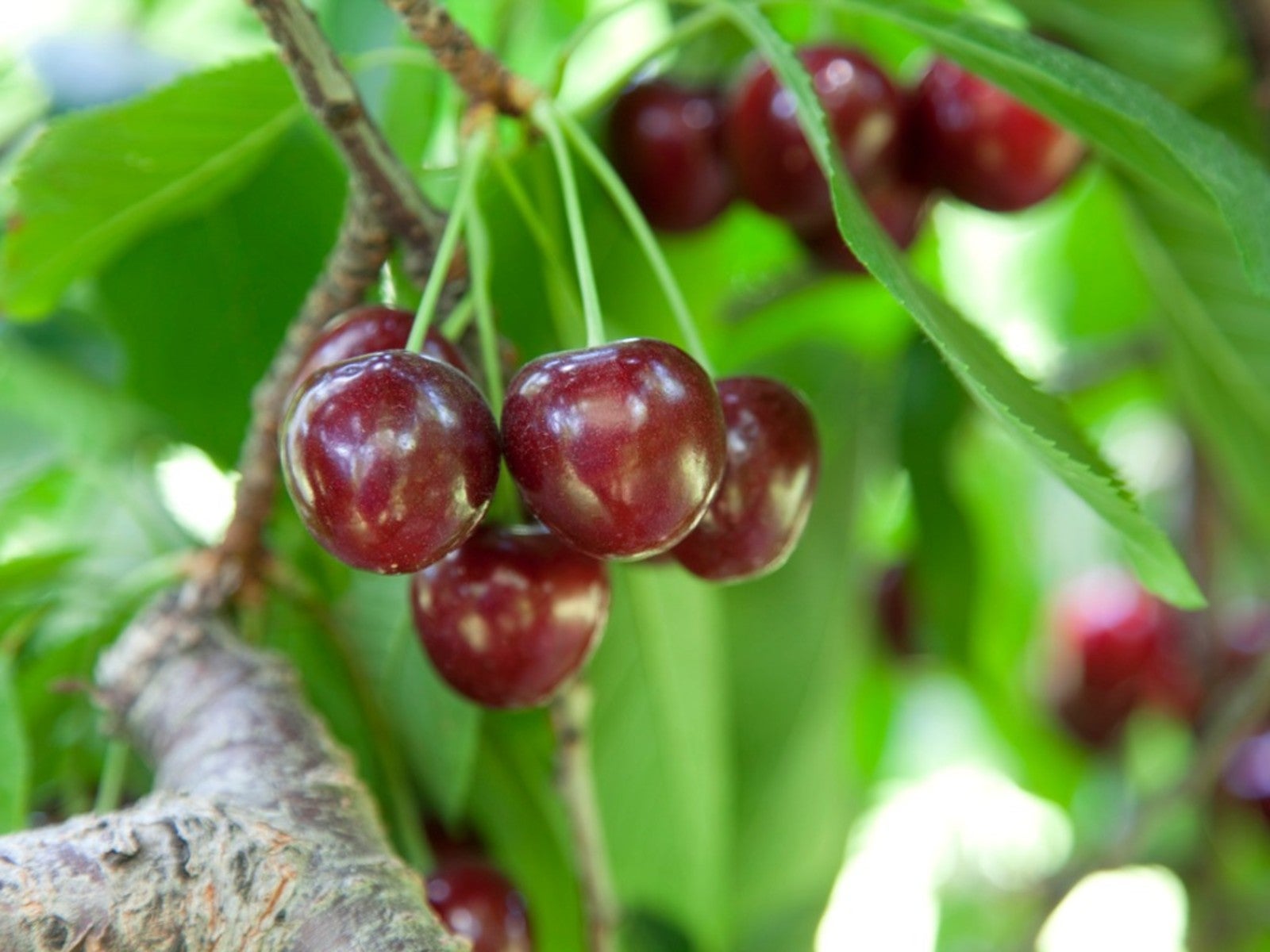 Cherry type fruit tree with reddish heart shaped leaves