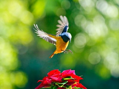 Yellow-Blue Bird Landing On Red Flowers