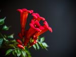 Red Flowering Trumpet Vines