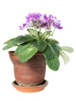 A Potted Violet Plant