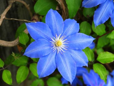 Blue Flowers In The Garden