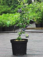 Container Grown Blueberry Plant