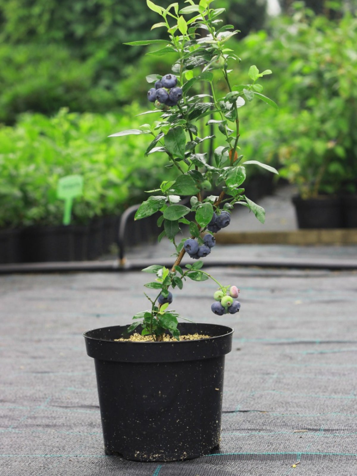 How To Grow Blueberry Bushes