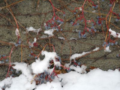 Snow On Boston Ivy Vines