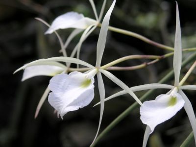 White Brassavola Orchids