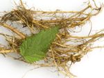Stinging Nettle Roots